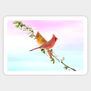 Northern Cardinal Birds Sticker